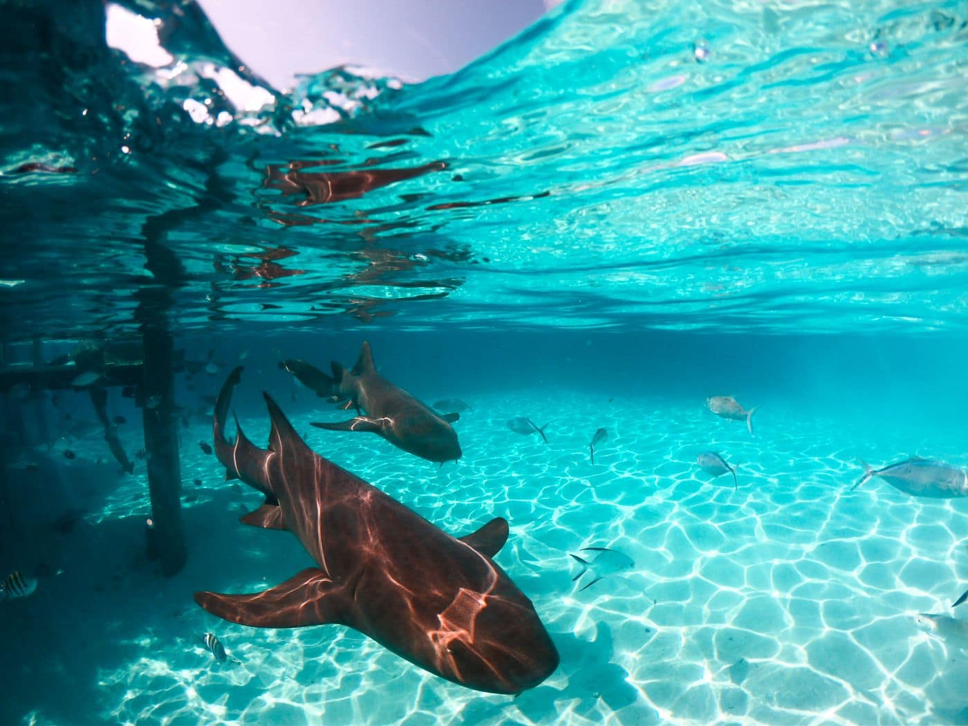Nurse sharks in clear shallow water beneath a wooden dock, with fish and rippled sand below