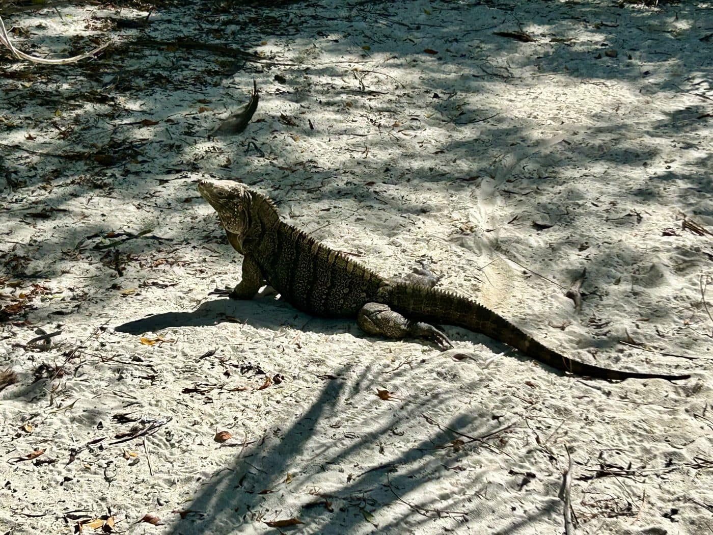 A rock iguana resting on sand