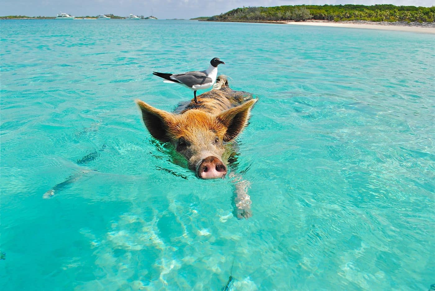 A pig swimming in clear shallow water with a seagull perched on its back